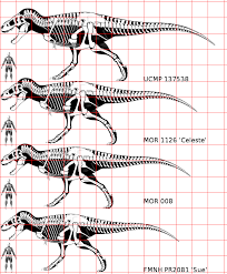 Dinosaur Size Charts