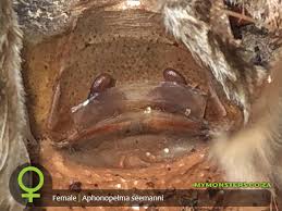 It also has a white torso. Aphonopelma Seemannicosta Rican Zebra My Monsters