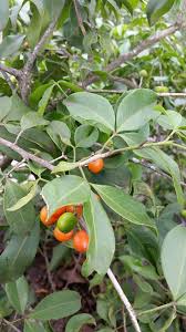 Image result for Vepris