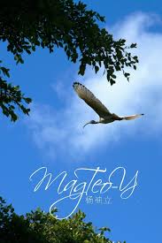 Australian Birds In Flight Images Australian Bird Series Australian White Ibis Is A Large Bird Weighing Between 1 4 And 2 5 Kg That Is Common Through The Wet Australian Birds Birds In Flight