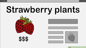 The identification of multiple wild decaploid sources could establish foundation germplasm for a new class of cultivated strawberries. 3 Ways To Buy A Strawberry Plant Wikihow