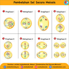 Fase ini merupakan siklus kedua dari proses meiosis dan mirip dengan proses mitosis. Pembelahan Sel Secara Meiosis