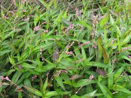 Image result for Persicaria decipiens