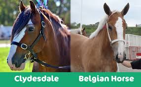 What is the tallest breed of horse? Belgian Horse Vs Clydesdale What S The Difference Pet Keen