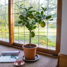 Zitronenbaum Pflege Frische Zitronen Im Topf Wohnideen Und Dekoration Zitronen Baum Zitronenbaum Pflanzen