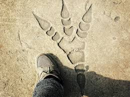 Get access to thousands of inspiring classes and the support of a creative community. Dinosaur Footprints And Trackmarks