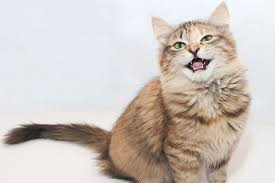 Cat Trilling From Why Only Certain Cats Make This Noise To How Cats Use It To Communicate And More Cat Emergency Cats Cat In Heat