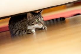 Can you pick it out? Is Your Cat Hiding Here S Why And What To Do Catster