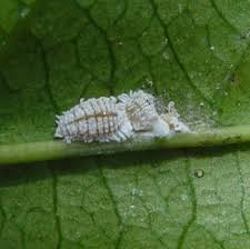 Check the plants' health through its development to react to any issues. Mealybugs Infonet Biovision Home