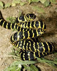 Sulawesi Mangrove Snake Boiga Dendrophila Gemmicincta Snake Amphibians Reptiles And Amphibians