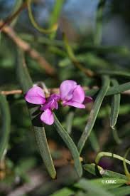 Image result for Indigofera soutpansbergensis