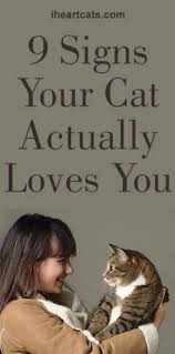 9 Signs Your Cat Actually Loves You Cats Cat Language Cat Behavior