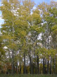 Image result for Populus ×  canescens