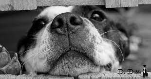 Kennel Cough Complex A Complicated Phrase For The Canine Common Cold Dog Quotes Dogs Trust Dog Training