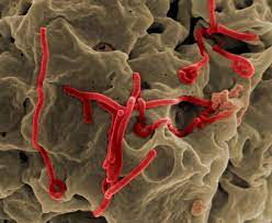 The accident at the secret facility mole 529 where various viruses and vaccines against them were developed. List Of Ebola Outbreaks Wikipedia