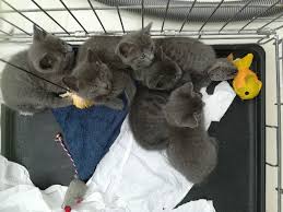 Kittens for sale through our shelters. Russian Blue Cats For Sale Russian Blue Kittens For Sale Kittens