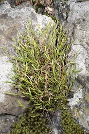 Image result for Asplenium reekmansii