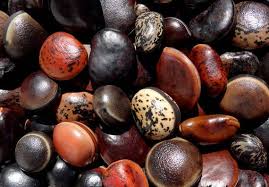 Image result for Macropsychanthus