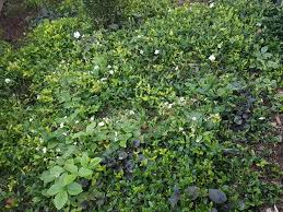 They operate almost like a carpet, providing an attractive foundation for the rest of your garden to sit on, which gives the feel of a. Urban Inspired Ground Cover Plants For Shade Bestall Co
