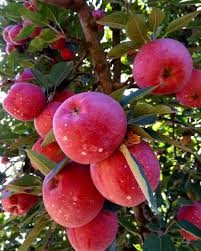 Pin On Animales Y Frutas