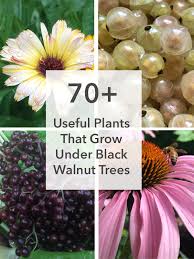 In spite of this, black walnuts make great shade trees for larger properties. How To Have An Edible Garden Under Black Walnut Trees Daily Harvest Designs Llc