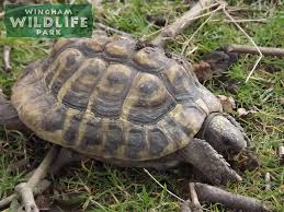 Mediterranean Spur Thighed Tortoise Animal Experiences At