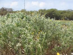 Image result for Crotalaria juncea