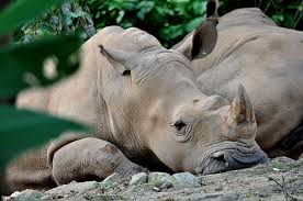 The software is commonly used for. Malaysia S Last Sumatran Rhinoceros Dies Environment The Jakarta Post
