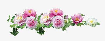 Mid Autumn Festival Peony Real Flowers Png Transparent Image And Clipart For Free Download Mid Autumn Festival Real Flowers Mid Autumn