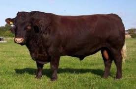 Sussex Hereford Boga