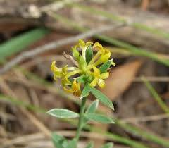 Image result for Hypoestes forskaolii