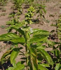 Image result for Equilabium petiolare