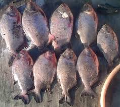 Ikan nila juga dapat dengan mudah memijah secara. Cara Mancing Ikan Bawal Kailbayu