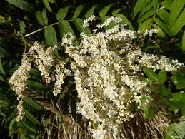 Image result for Searsia tomentosa