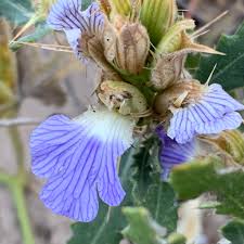 Image result for Blepharis diversispina