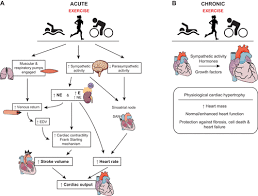 Cardiovascular Response To Acute Exercise