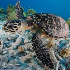 1 meter), and weigh 300 pounds (136 kilograms). Humane Society International On Twitter Calling All Travelers The Endangered Hawksbill Sea Turtle Falls Victim To Souvenirs As Cheap As 2 Their Shell Used In Sunglass Rims Jewelry Amp Hair Clips Their