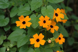 Image result for Thunbergia annua