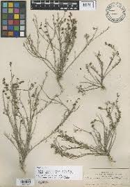 Image result for Vepris bachmannii