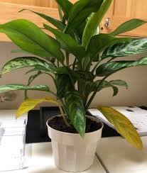 The chinese evergreen plant produces flowers. Chinese Evergreen Yellow Leaves Help More Info In The Comments Plantclinic