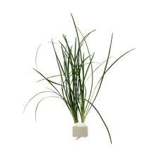 Image result for Ophiopogon