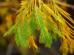 Image result for Metasequoia glyptostroboides
