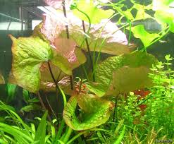 Image result for Nymphaea maculata