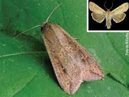 Yosemite national park in mariposa county is home to majestic attractions and premier lodging. Mariposa Da Lagarta Das Paniculas No Detalhe O Inseto Com As Asas Abertas Download Scientific Diagram