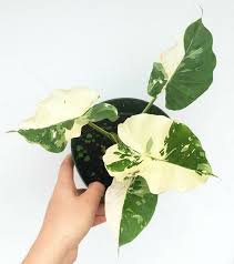 It Would Require Bright Indirect Light Through A West Or Southwest Window Morning Evening Filtered Sun Is Good D Variegated Plants Plants Elephant Ear Plant