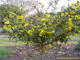 Image result for Ochna confusa