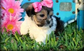 As a family owned and operated breeder, century farm puppies has 25 years of experience in the dog breeding industry. Shorkie Tzu Puppy For Sale Adoption Rescue For Sale In Alexandria Louisiana Classified Americanlisted Com
