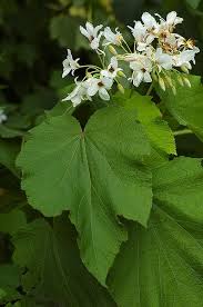 Image result for Sparrmannia