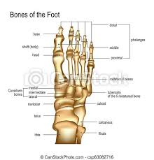 High quality realistic skeleton legs. Bones The Of Foot Realistic Skeleton Of Human Leg With Titles Of Bones Of Foot Anatomy Of Joints Dorsal Top View For Canstock