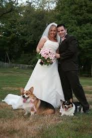 A Very Corgi Wedding Corgi Corgi Wedding Corgi Pembroke
